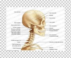 Contains cervical vertebrae and postural muscles. Neck Bone Anatomy Head Human Skull Png Clipart 360 Degrees Anatomy Bone Cervical Vertebrae Clavicle Free