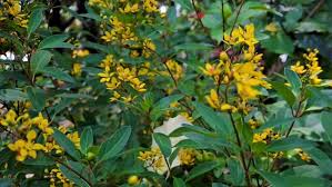 Image result for Malpighiaceae