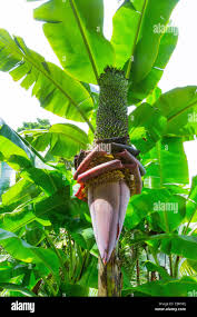 Image result for Musa paradisiaca