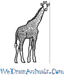 Add texture and details to make your piece more realistic like drawing eyebrows, hair, and adding highlights. How To Draw A Realistic Giraffe
