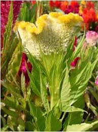 Celosia Celosia Cristata Medicinal Herbs Flowers Plants