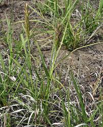 Image result for Volkiella disticha