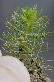 Image result for Laurembergia repens
