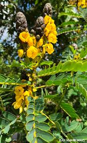 Image result for Senna didymobotrya