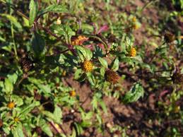 Image result for Bidens schimperi