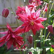 Twelve flowers of the year my granny likes nature very much. Aquilegia Columbine Planting And Growing Guide