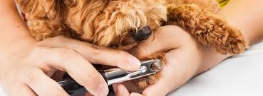 Subscribe now for unlimited access to verified professionals in any field How To Quickly Stop A Dog S Nail From Bleeding Like A Pro