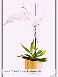 Raising Orchids In Your Garden Dendrobium Orchids Care Orchids Phalaenopsis Orchid Care
