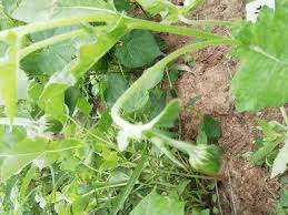 Image result for Crassocephalum rubens