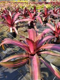 Image result for Nervilia petraea