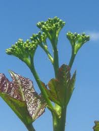 Image result for Jatropha scaposa