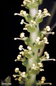 Image result for Excoecaria