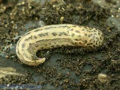 Limace Tachetee Limace Planter Des Fleurs Mollusques