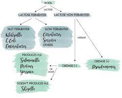 Pin On Microbiology
