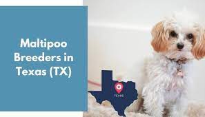Maltipoo dogs for sale in texas. 13 Maltipoo Breeders In Texas Tx Maltipoo Puppies For Sale Animalfate