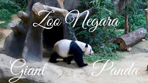 Zoo & theme park marketing is a pioneer partner from zoo negara malaysia zoo & theme park marketing. Meeting Giant Panda At Zoo Negara Kuala Lumpur Travel 2018 Part 2 Youtube