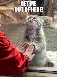 Pin On Funny Animals