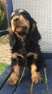 All About The Playful Rottweiler Dogs Size Rottweilerlovers Babyrottweiler Rottweilerfacts Spaniel Puppies Cocker Spaniel Dog Dogs