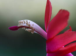Plants that need more light become lanky, floppy, pale or shed leaves, and can eventually die. Ask The Gardener Christmas Cactus Gnats Shredded Leaves And More