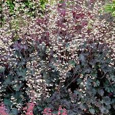 Image result for Heuchera cylindrica Greenfinch