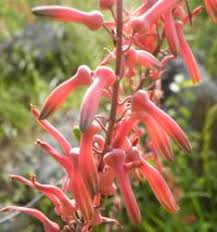Image result for Aloe zebrina