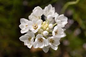 Image result for Ochthocharis