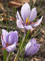 Crocus Bulbs For Sale Sativus Crocus Saffron Crocus Gold Medal Winning Harts Nursery