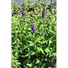 Image result for Komule empire blue