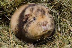 Guinea Pig Colours Choosing A Guinea Pig Guinea Pigs