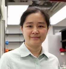 UMass Chan researchers receive UMass technology development grants