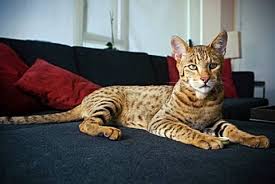 Dunyanin En Pahali Kedi Cinsle Patiliyo Com