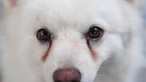 Was Bedeuten Tranende Augen Beim Hund Und Ab Wann Sind Sie Gefahrlich Stern De