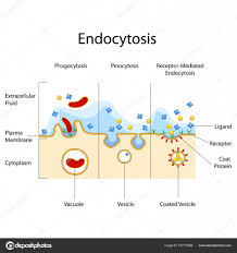 Education Chart Of Biology For Endocytosis Diagram Stock