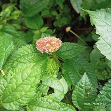 Image result for Lecanthus peduncularis