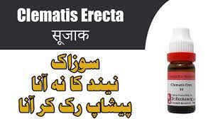 We did not find results for: Clematis Erecta Homeopathic Medicine Sozak Ki Mukhtlif Bimariyo Kelie Nayab Medicine Youtube