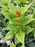 Image result for Celosia stuhlmanniana
