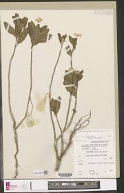 Image result for Tapinanthus erectotruncatus