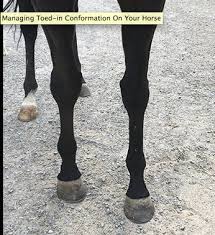 Maybe you would like to learn more about one of these? Managing Toed In Conformation On Your Horse Maplewood