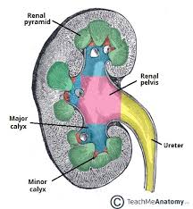 Renal pelvis and ureter cancers affect men more often than women. The Kidneys Position Structure Vasculature Teachmeanatomy