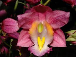 Image result for Bulbophyllum humblotii