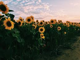 Nature Sunflower Sunflowers And Aesthetic Image 6386301 On Favim Com Sunflower feild sunflower field pictures sunflower pics sunflower field photography photo shared by cosmicdunes. nature sunflower sunflowers and