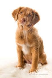 Honden Fotografie In De Studio Zeist Portret Van Je Hond Honden Foto S Huisdierenfotografie Honden