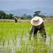 Rice planting in Thailand