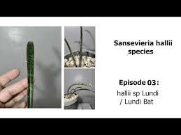 Image result for Sansevieria hallii