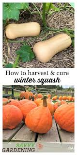 Check spelling or type a new query. Harvesting Winter Squash