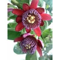 Image result for Rothmannia longiflora