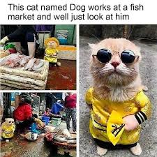 Pin By Shalmala Shastri On Cats Cute Animal Memes Cute Funny Animals Funny Animal Memes