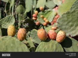 Different cactus plants make different types of fruit. Prickly Pear Cactus Image Photo Free Trial Bigstock