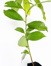 Image result for Bridelia micrantha