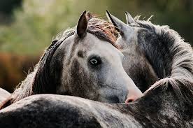 Hush A Bye Dont You Cry Go To Sleep My Little Baby When You Wake You Shall Have All The Pretty Little Horses Blacks And Ba Horses Horse Love Pretty Horses